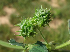 Medicago truncatula