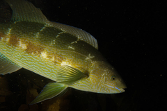 Odax pullus