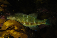Odax pullus