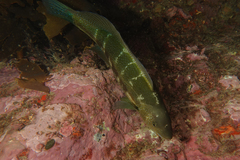 Odax pullus