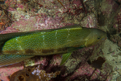 Odax pullus