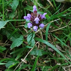 Prunella vulgaris