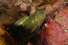 Odax pullus