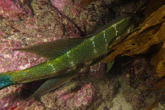 Odax pullus