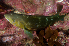 Odax pullus