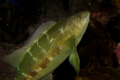 Odax pullus