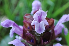 Prunella vulgaris