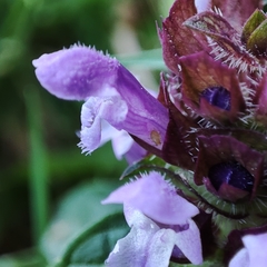 Prunella vulgaris