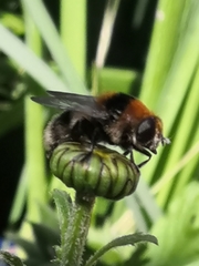 Merodon equestris