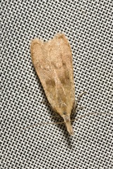 Dichomeris derasella