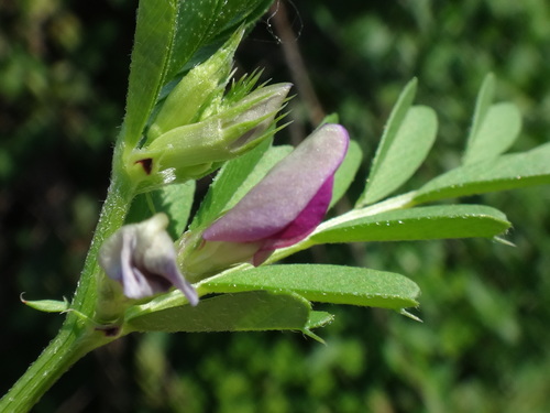vika siata srdcovitá (Vicia sativa cordata)
