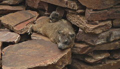 Procavia capensis johnstoni