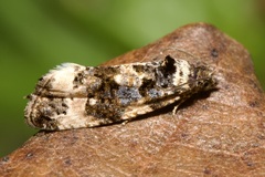Endothenia marginana
