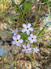 Leptosiphon androsaceus
