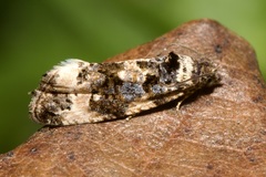 Endothenia marginana