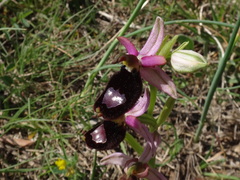 Ophrys bertolonii