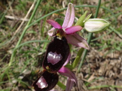 Ophrys bertolonii