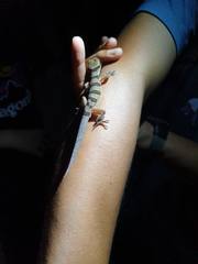 Cyrtodactylus intermedius