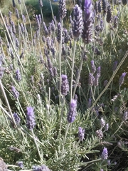 Lavandula dentata