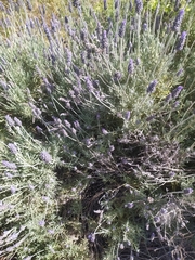 Lavandula dentata