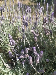 Lavandula dentata