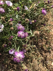 Centaurea aspera