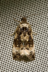 Endothenia marginana