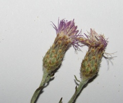 Centaurea besseriana