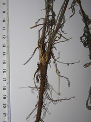 Centaurea besseriana