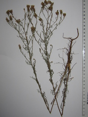 Centaurea besseriana