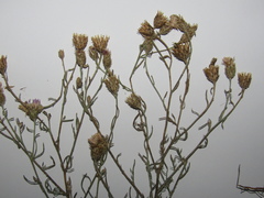 Centaurea besseriana