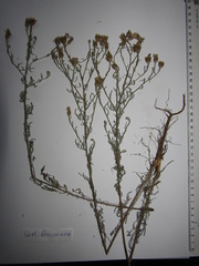 Centaurea besseriana