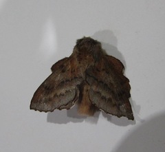 Phyllodesma japonica