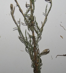 Centaurea besseriana