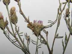 Centaurea besseriana