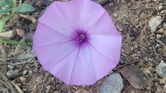 Convolvulus althaeoides