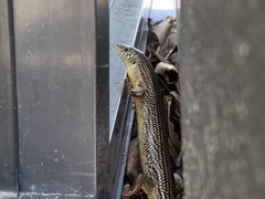 Plestiodon obsoletus