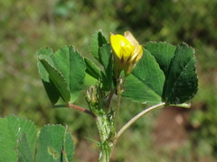 Medicago orbicularis