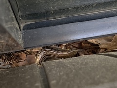 Plestiodon obsoletus