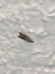 Grapholita eclipsana