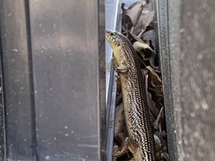 Plestiodon obsoletus