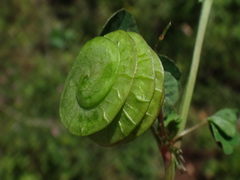 Medicago orbicularis