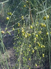 Retama monosperma