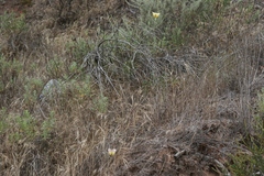 Calochortus weedii intermedius