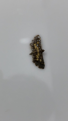 Eurrhyparodes bracteolalis