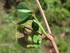 Medicago orbicularis