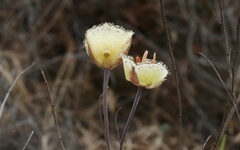 Calochortus weedii intermedius