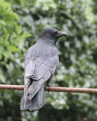 Corvus corone