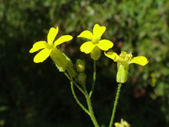 Bunias erucago