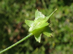 Bunias erucago